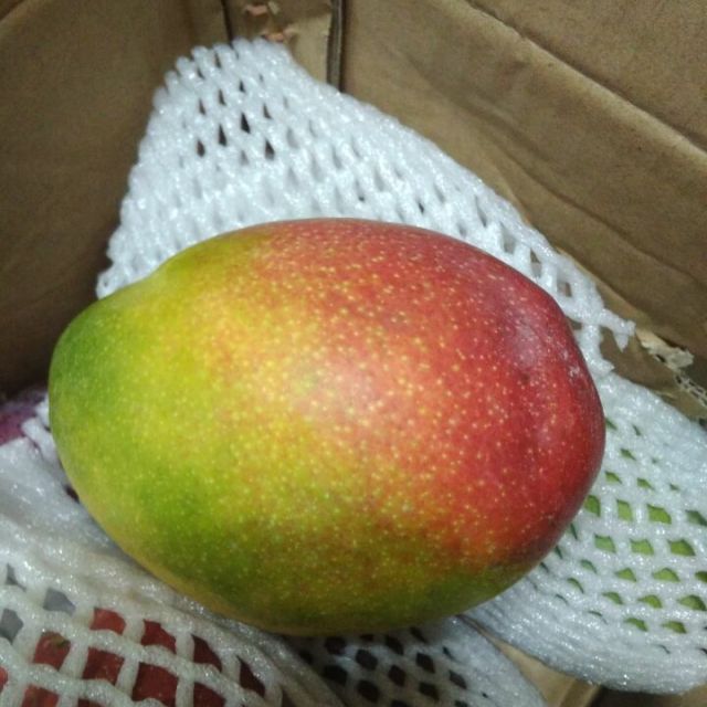 大雅品味【当天现摘现发】攀枝花原产地直销【汤米芒】5斤装包邮