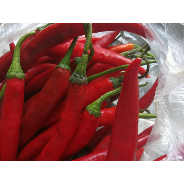 > 红杭椒500g【美味苏】精选新鲜蔬菜 限南京玄武区徐庄及仙鹤门地区