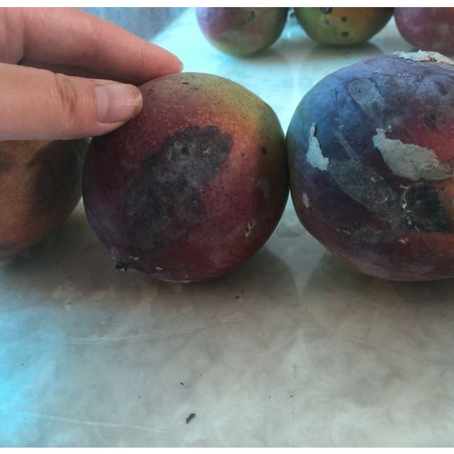 > 攀枝花 吉禄芒果8斤装 包邮 产地直发 新鲜上市商品评价 > 坏了一半