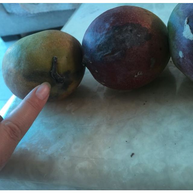 > 攀枝花 吉禄芒果8斤装 包邮 产地直发 新鲜上市商品评价 > 坏了一半