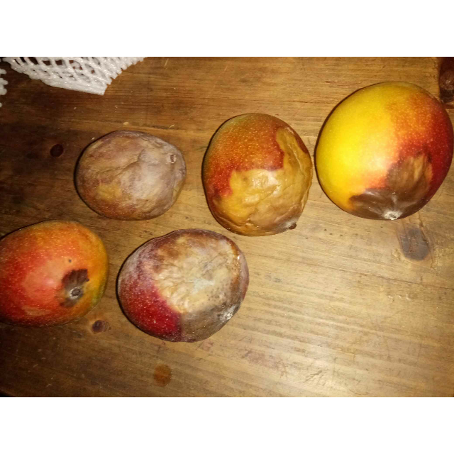 > 攀枝花 吉禄芒果8斤装 包邮 产地直发 新鲜上市商品评价 > 收到的