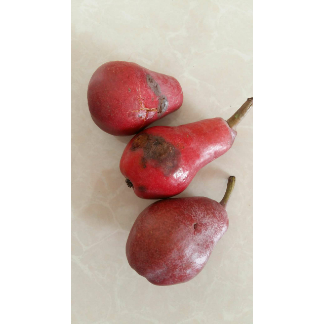 中华特色运城馆重返自然红啤梨25kg新鲜水果甜梨子现摘现发