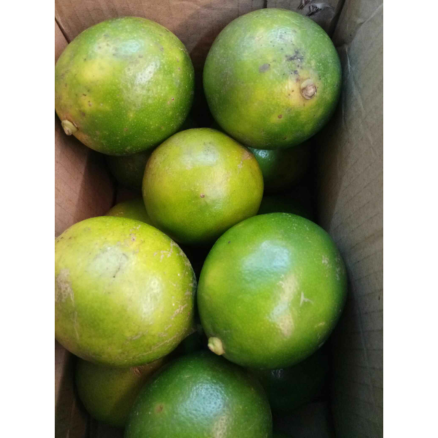 > 海南青柠檬 新鲜青皮柠檬16个(单果80g-100g )果园现摘 女神之选