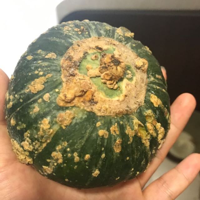 中华特色沾化馆果园汇贝贝小南瓜山东头茬南瓜5斤包邮华东