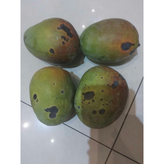 > 攀枝花 吉禄芒果8斤装 包邮 产地直发 新鲜上市商品评价 > 几经周折