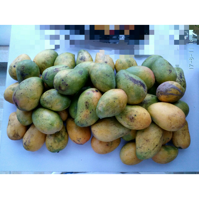 米又 广西台农新鲜小台芒果8斤装国产水果大小不太均匀,和图片-苏宁