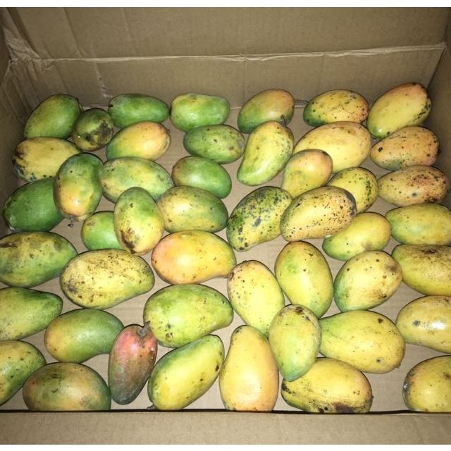 2件起拍米又台农新鲜小台芒果25斤小果