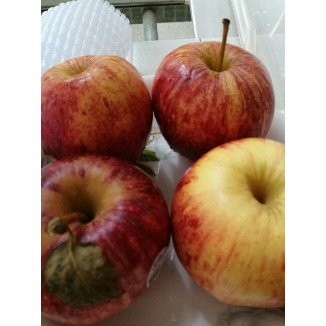 > 【苏宁生鲜】mr apple新西兰皇家baby嘎啦果2个100g以上/个 苹果