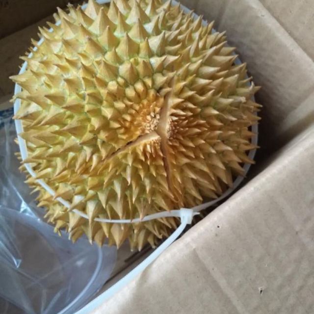 苏宁生鲜泰国金枕头榴莲910斤约12个