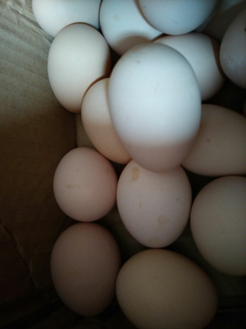 中华特色】武汉馆 散养土鸡蛋 30枚装宝宝辅食 正宗农家散养老母鸡蛋