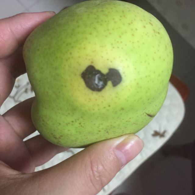 > 果郡王 陕西早酥梨3斤装 单果100-200g 新鲜水果梨子商品评价 > 一