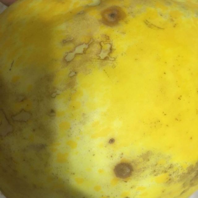 甘肃沙漠蜜瓜民勤蜜瓜香甜金红宝胜哈密瓜甜瓜现摘现发1个3斤左右装