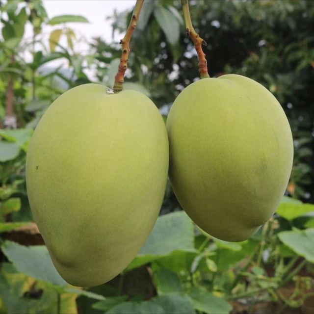 > 【苏宁生鲜】四川吉禄芒1kg200g以上/个 新鲜水果商品评价 > 全家人