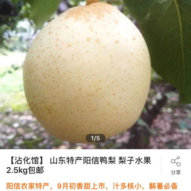> 【沾化馆】 山东特产阳信鸭梨 梨子水果 2.