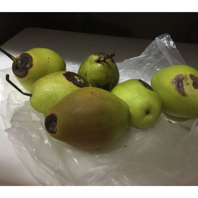 > 现摘现发 红香酥梨5斤大果 单果100-300g 新鲜梨子产地直销 味道