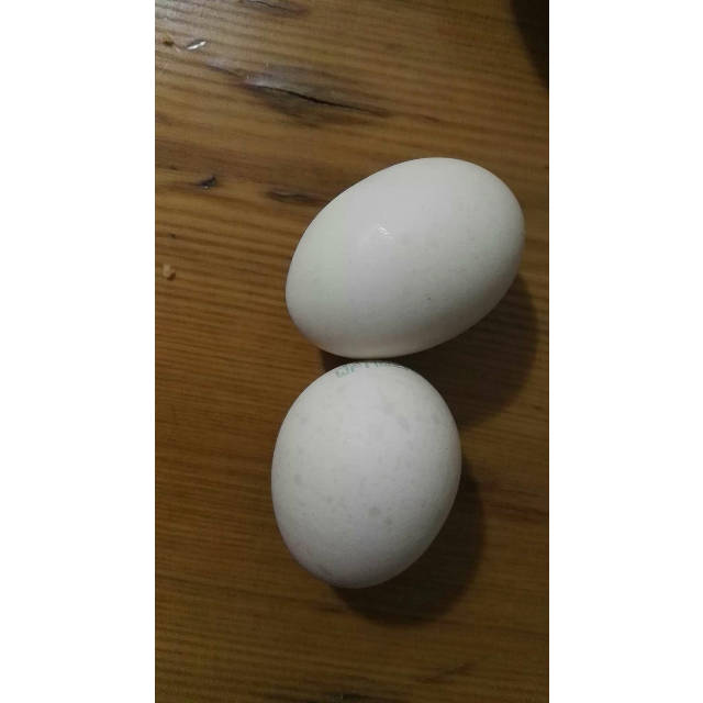 【苏宁生鲜】徐鸿飞小鲜蛋无添加营养鸡蛋510g(12枚) 禽蛋蔬菜评价