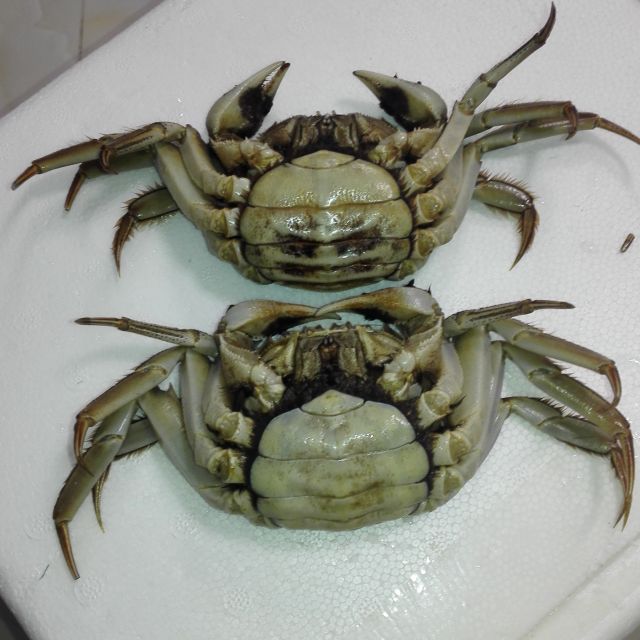 送2只 实物现货 澄湖之心阳澄湖大闸蟹 公蟹4.0-3.6两 母螃蟹3.0-2.
