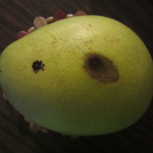 苏宁生鲜四川凯特芒果2个600g以上个新鲜水果国产