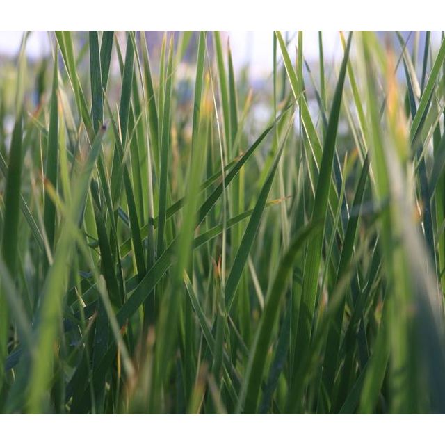 金龙鱼 食用植物调和油(清香)5l / 葵花籽食用调和油 5l 食用油 添加