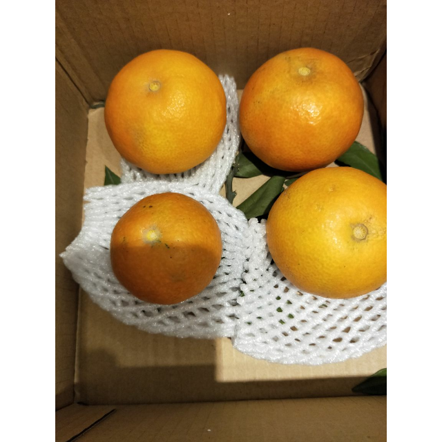 爱媛38号柑橘 4个装 果冻橙 手剥柑橘应季水果薄皮橙子【中华特色馆】