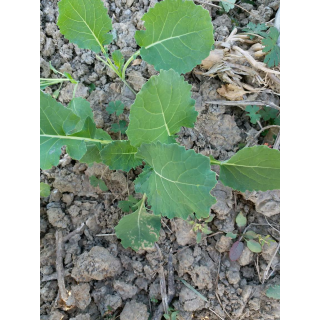 净安cleafe马桶清洁剂洁厕块松木香50g10袋盒