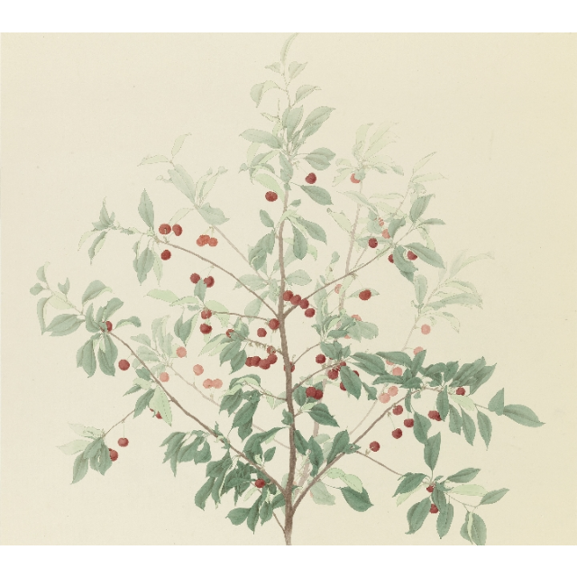 > 【中华特色】宝鸡馆 陕西黄心猕猴桃奇异果5斤装大果 单果100-120g