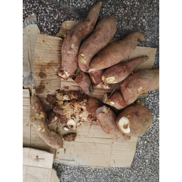 岳西馆红皮白心红薯熙香湾板栗红薯白瓤地瓜非有机常规根茎类其他番薯