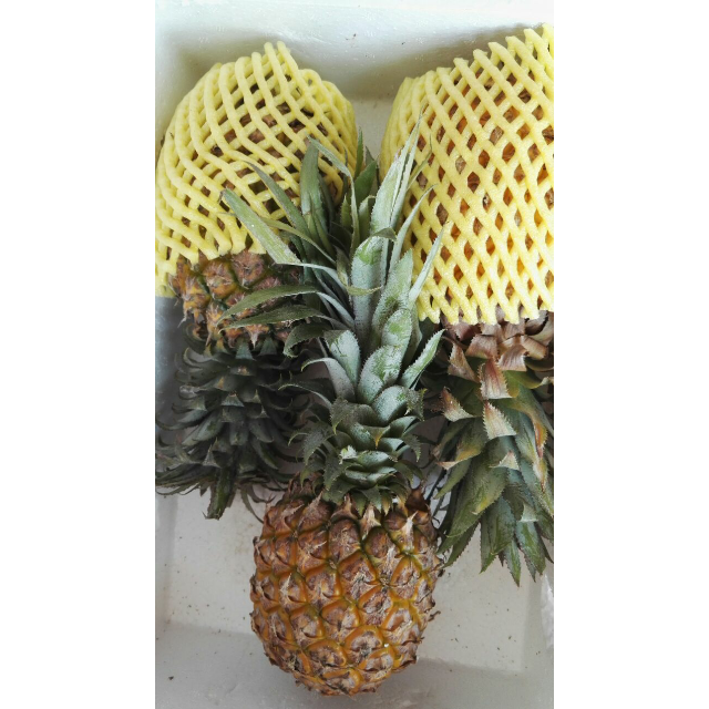 米又 广西新鲜 菠萝 香菠萝 8斤