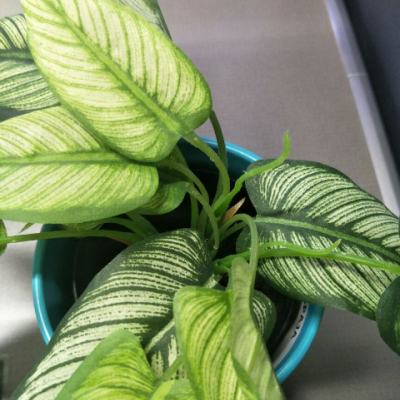 苏宁易购汇集众多消费者laneige 兰芝雪纱丝柔绿色防晒隔离霜30ml