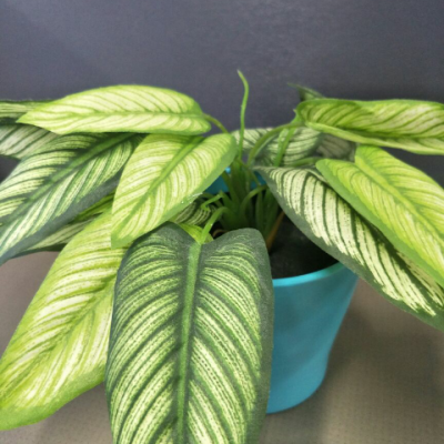 苏宁易购汇集众多消费者laneige 兰芝雪纱丝柔绿色防晒隔离霜30ml