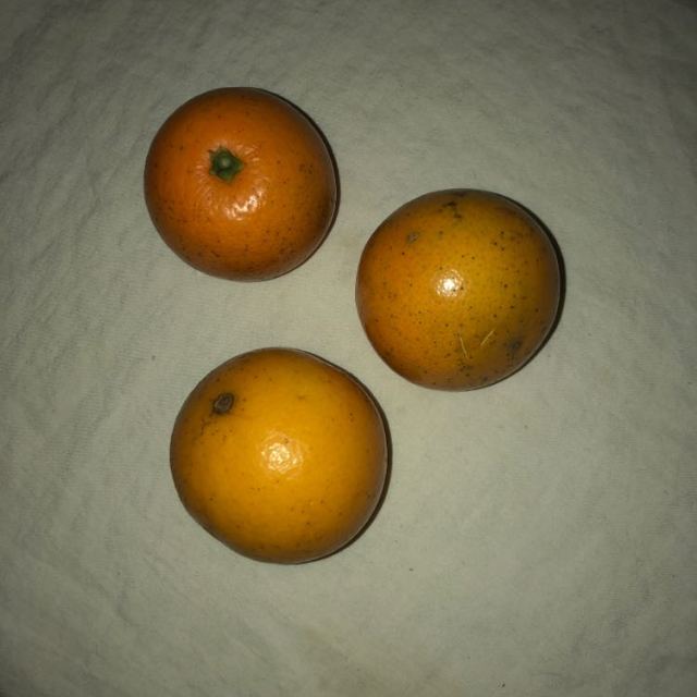 【武汉馆】迷你冰糖橙 10斤装小果 甜橙子新鲜水果【中华特色馆】