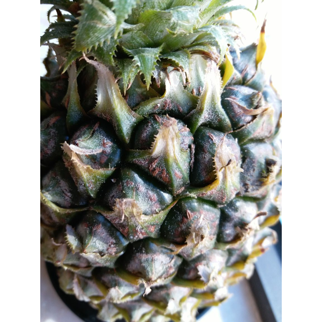 > 米又 广西新鲜 菠萝 香菠萝 8斤商品评价 > 包装很好,新鲜