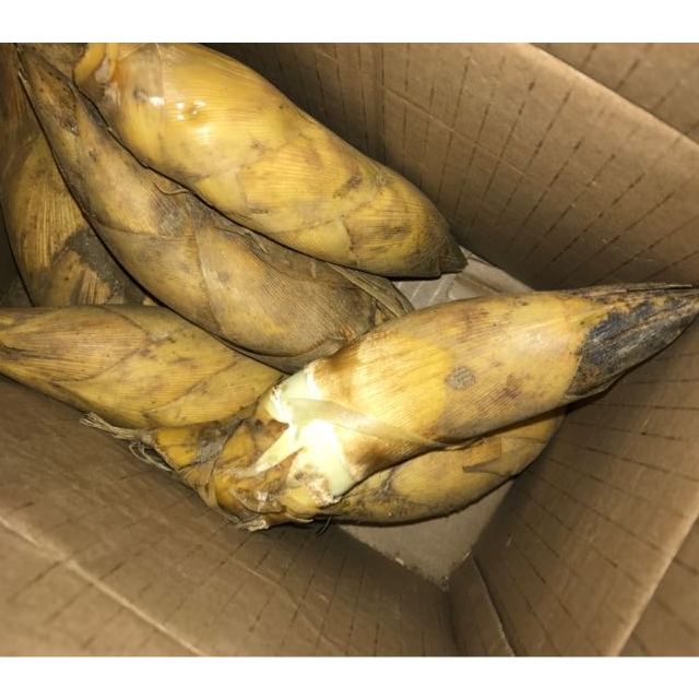 黄泥拱竹笋嫩笋子脆嫩爽口500g新鲜时令蔬菜火锅食材1斤尝鲜装非春笋