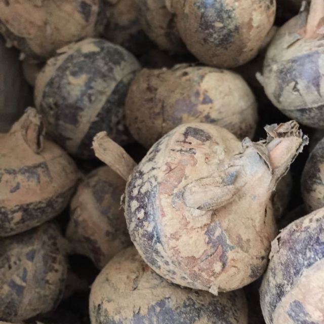 中华特色馆 韶关馆 粤北农家山泉水灌溉大号正宗顿岗新鲜马蹄(荸荠)5