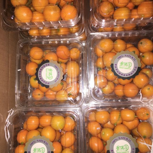 广西金桔 约250g/盒 金桔 水果金桔 新鲜水果 脆皮金桔 重庆水果 本.