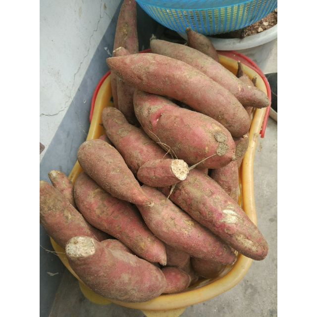 > 【2件起拍】福建六鳌 红心地瓜 小番薯 小果2.