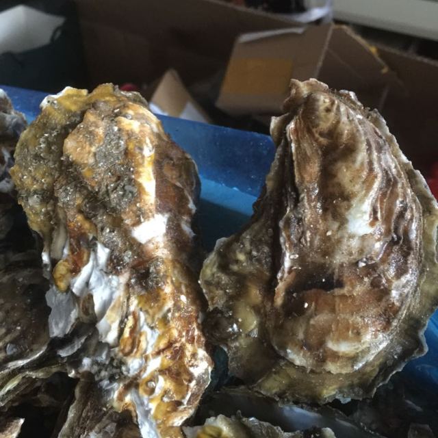 【烟台馆】可爱鲸 乳山牡蛎生蚝海蛎子单只75~125g 5000g箱装 海鲜
