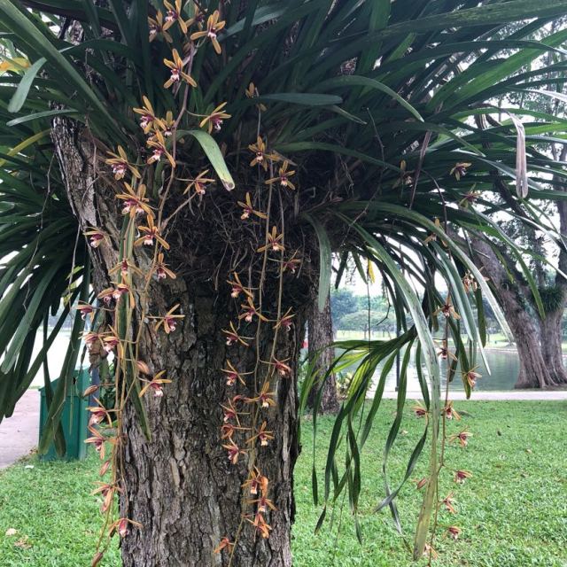 良品铺子卤藕168g2袋五香味藕片莲藕麻辣味香辣卤味素食零食小吃湖北