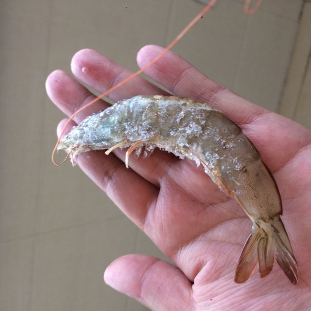 金御丰海鲜厄瓜多尔进口白虾南美虾新鲜冷60703035尾每斤18kg