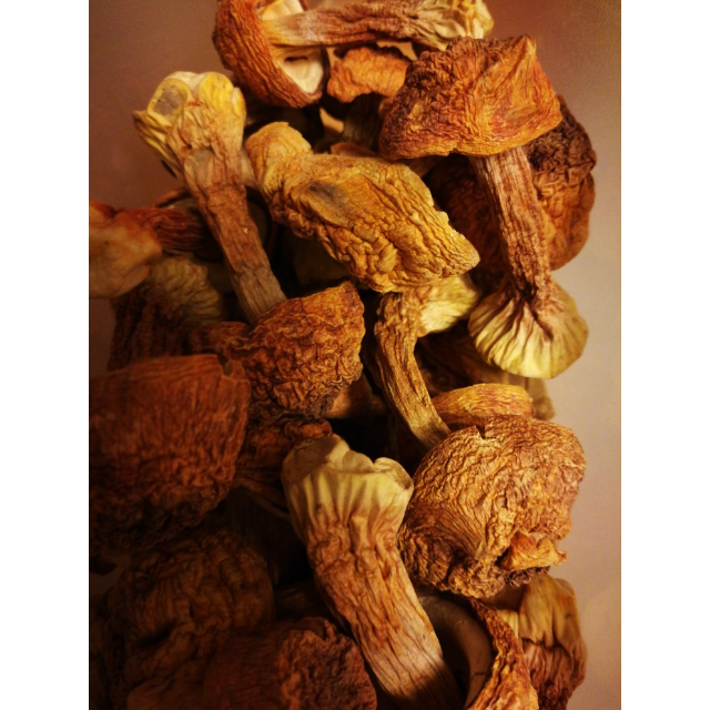 盛耳 深山姬松茸 巴西蘑菇 姬.