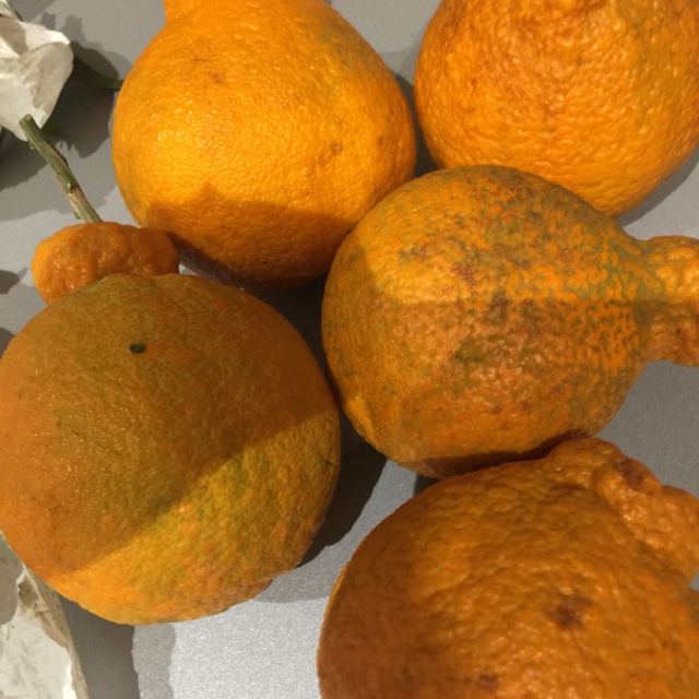 橘子霉菌图片图片