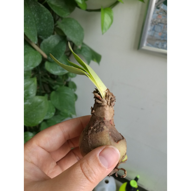 买三送一荷兰进口重瓣朱顶红种球大球盆栽地栽球根花苗耐寒秋冬季花卉