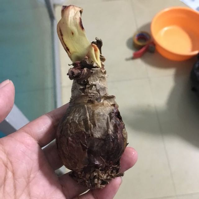 买三送一荷兰进口重瓣朱顶红种球大球盆栽地栽球根花苗耐寒秋冬季花卉