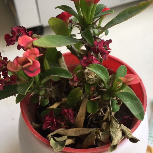 欧斯若oussirro虎刺梅植物四季花卉室内阳台盆栽铁海棠花开花不断净化