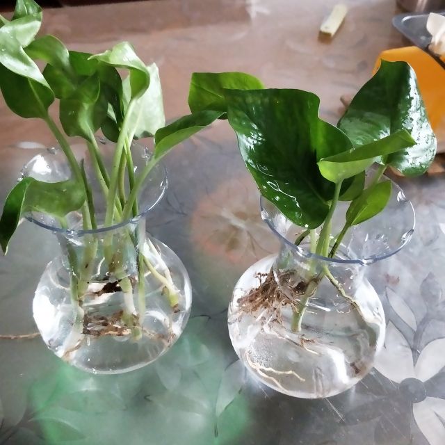 简约水培绿萝花瓶创意玻璃水培植物花盆透明观音竹风信子插花瓶