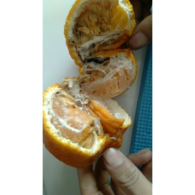 丑橘坏果图片大全图片