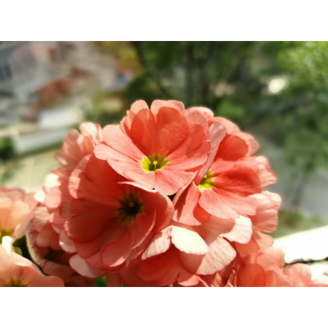 > 华为p10 plus(vky-al00)6gb 64gb 钻雕蓝 全网通商品评价 > 第一次