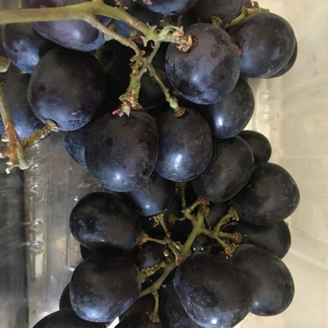 苏宁生鲜智利无籽黑提500g