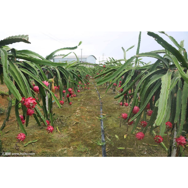 【苏宁生鲜】越南白心火龙果2个400g以上/个