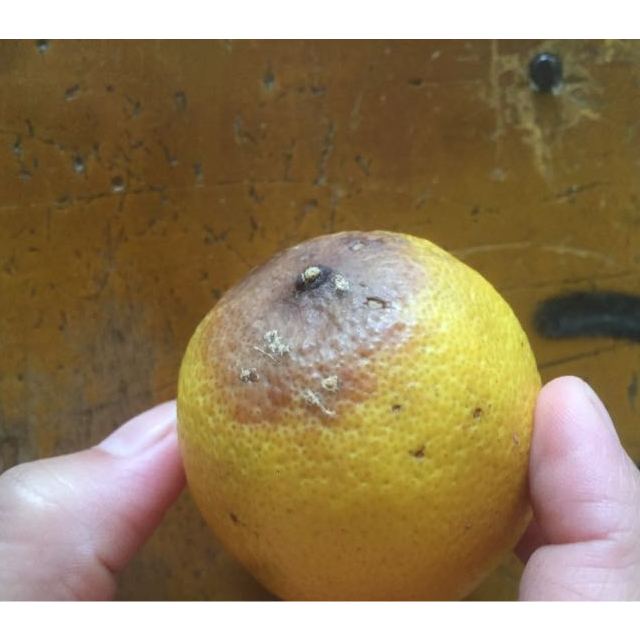 > 【中华特色馆】安岳馆 四川安岳柠檬小果2斤装新鲜应季水果 单果60